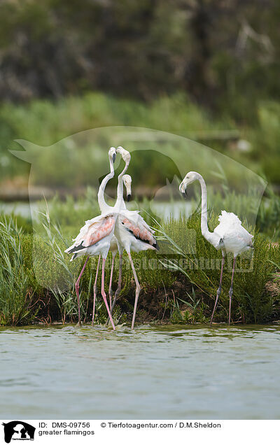 Rosaflamingos / greater flamingos / DMS-09756