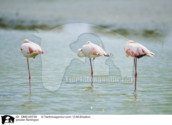 Rosaflamingos / greater flamingos / DMS-09758