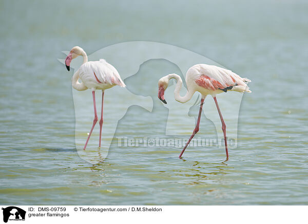 Rosaflamingos / greater flamingos / DMS-09759
