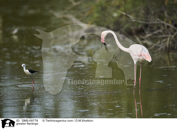 Rosaflamingo / greater flamingo / DMS-09778