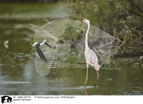 Rosaflamingo / greater flamingo / DMS-09779