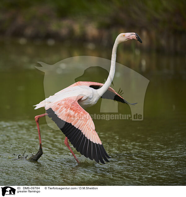 Rosaflamingo / greater flamingo / DMS-09784