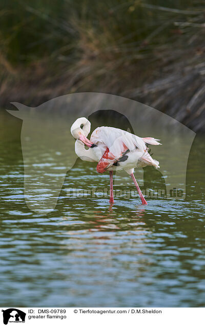 Rosaflamingo / greater flamingo / DMS-09789