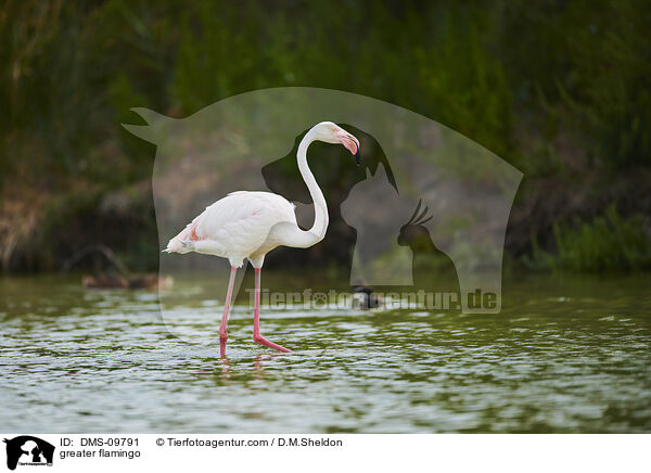 Rosaflamingo / greater flamingo / DMS-09791