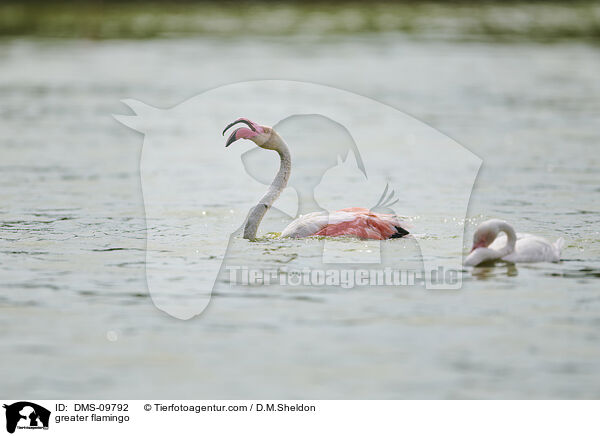 Rosaflamingo / greater flamingo / DMS-09792