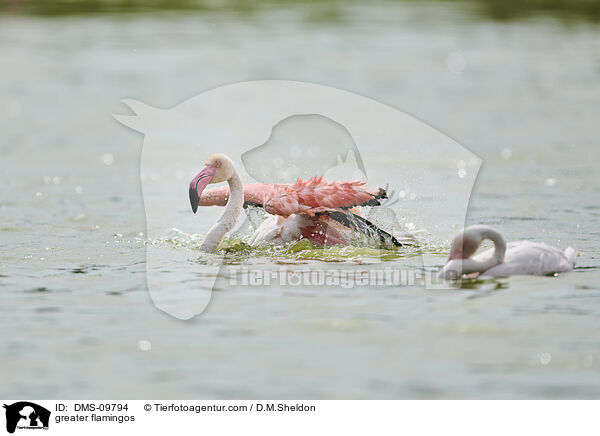 Rosaflamingos / greater flamingos / DMS-09794