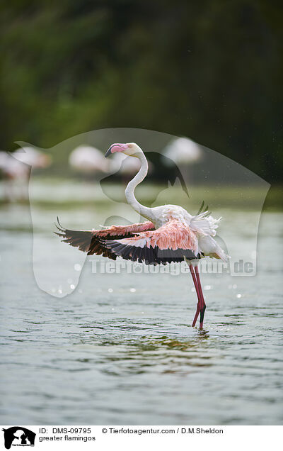 Rosaflamingos / greater flamingos / DMS-09795