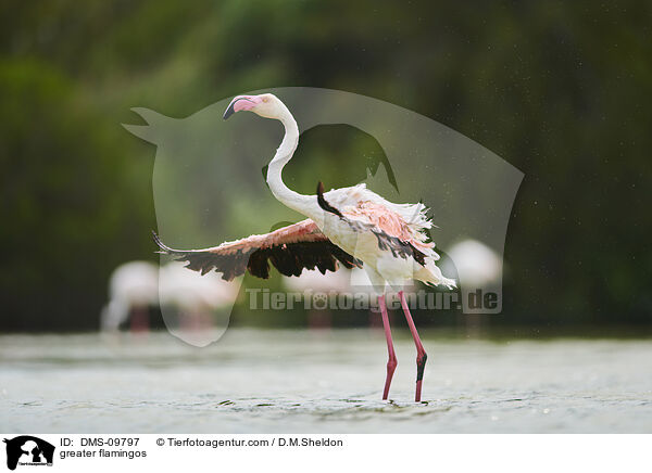 Rosaflamingos / greater flamingos / DMS-09797