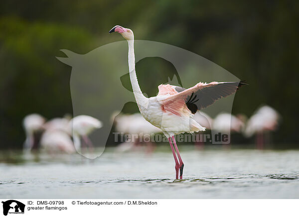 Rosaflamingos / greater flamingos / DMS-09798