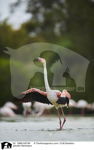 Rosaflamingos / greater flamingos / DMS-09799