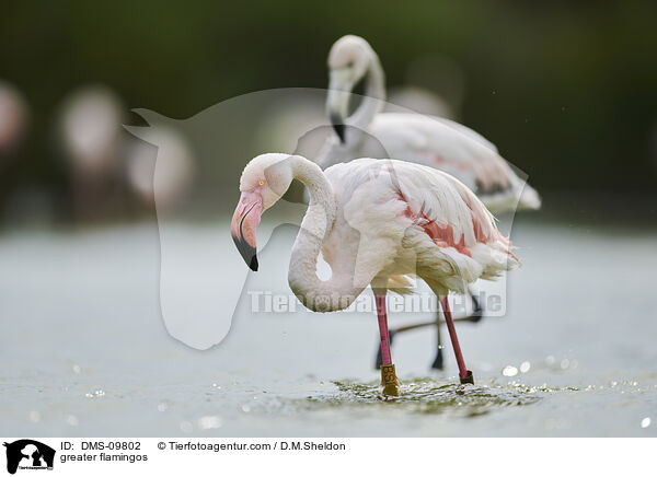 Rosaflamingos / greater flamingos / DMS-09802