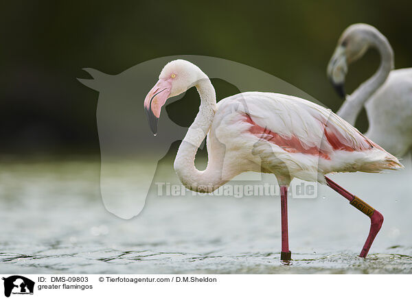 Rosaflamingos / greater flamingos / DMS-09803