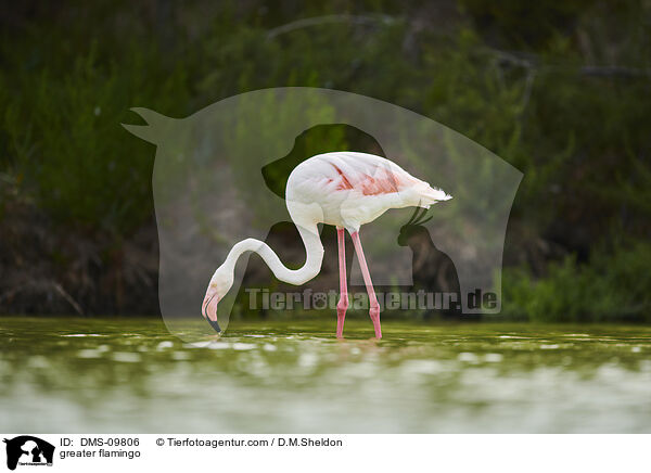 Rosaflamingo / greater flamingo / DMS-09806
