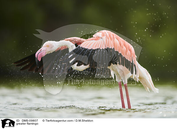 Rosaflamingo / greater flamingo / DMS-09807