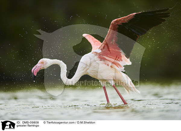 Rosaflamingo / greater flamingo / DMS-09808