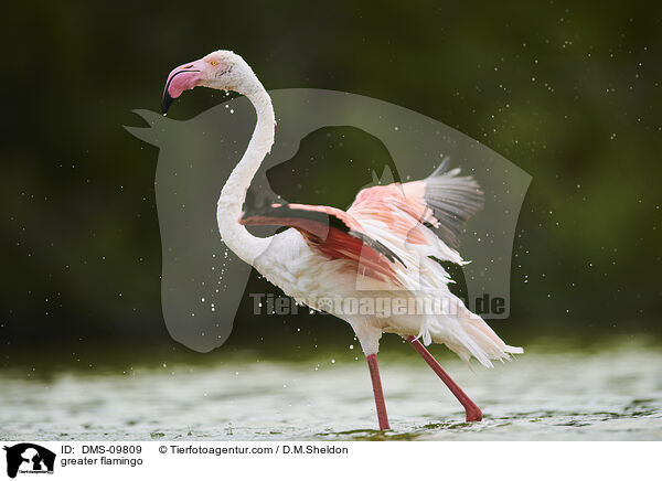 Rosaflamingo / greater flamingo / DMS-09809