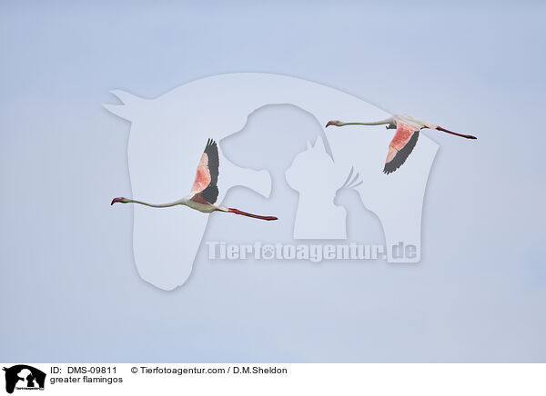 Rosaflamingos / greater flamingos / DMS-09811