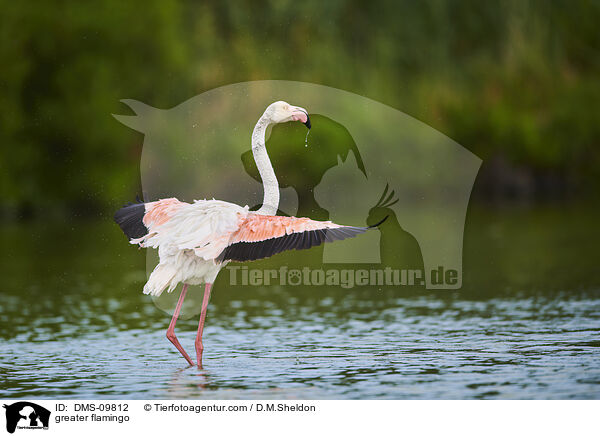 Rosaflamingo / greater flamingo / DMS-09812