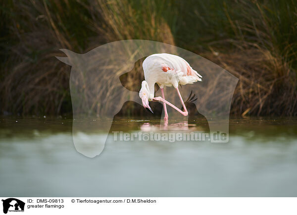 Rosaflamingo / greater flamingo / DMS-09813