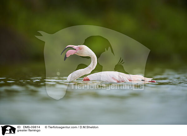 Rosaflamingo / greater flamingo / DMS-09814