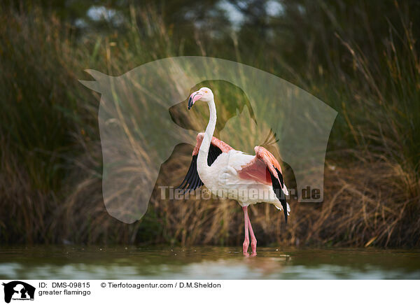 Rosaflamingo / greater flamingo / DMS-09815