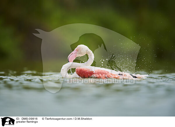 Rosaflamingo / greater flamingo / DMS-09816