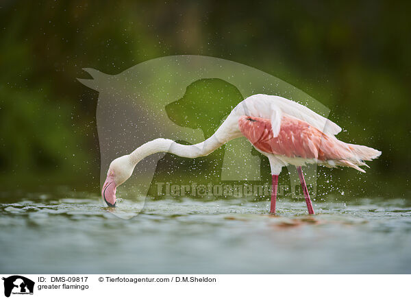 Rosaflamingo / greater flamingo / DMS-09817