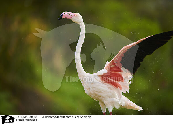 Rosaflamingo / greater flamingo / DMS-09818