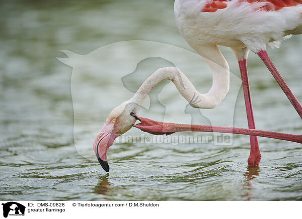 Rosaflamingo / greater flamingo / DMS-09828