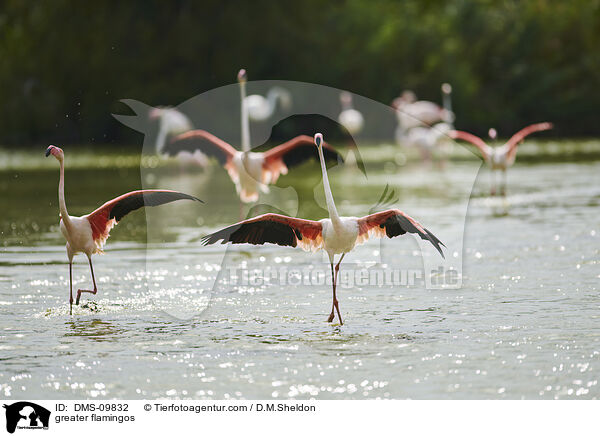 Rosaflamingos / greater flamingos / DMS-09832