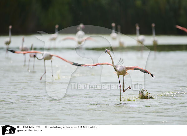 Rosaflamingos / greater flamingos / DMS-09833