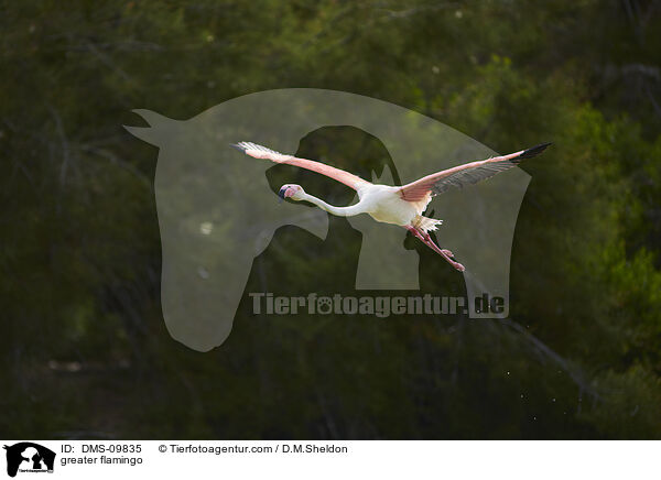 Rosaflamingo / greater flamingo / DMS-09835