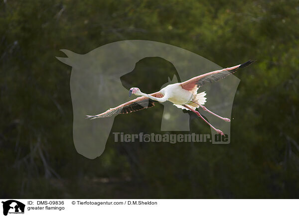 Rosaflamingo / greater flamingo / DMS-09836