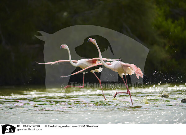 greater flamingos / DMS-09838