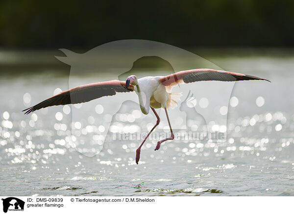 Rosaflamingo / greater flamingo / DMS-09839