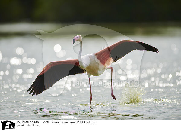 Rosaflamingo / greater flamingo / DMS-09840