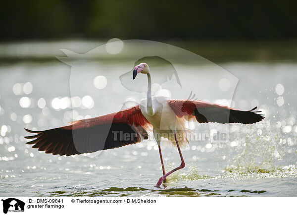 Rosaflamingo / greater flamingo / DMS-09841