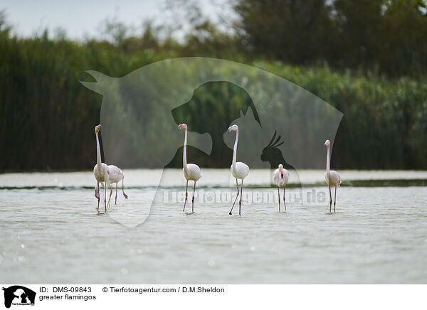 Rosaflamingos / greater flamingos / DMS-09843
