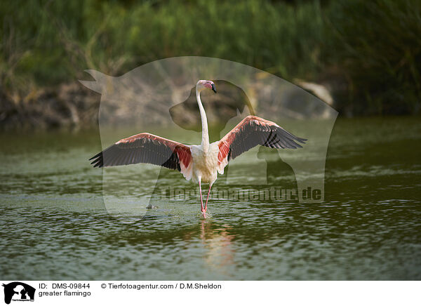 Rosaflamingo / greater flamingo / DMS-09844