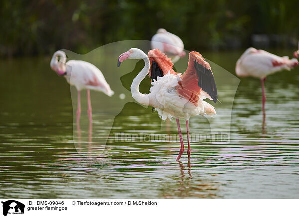 Rosaflamingos / greater flamingos / DMS-09846