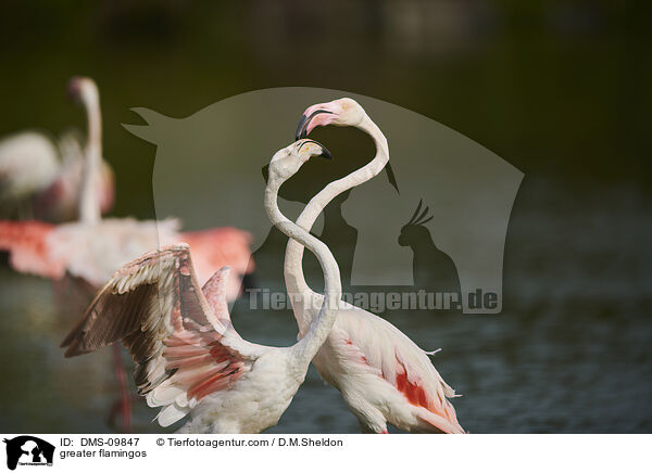 Rosaflamingos / greater flamingos / DMS-09847