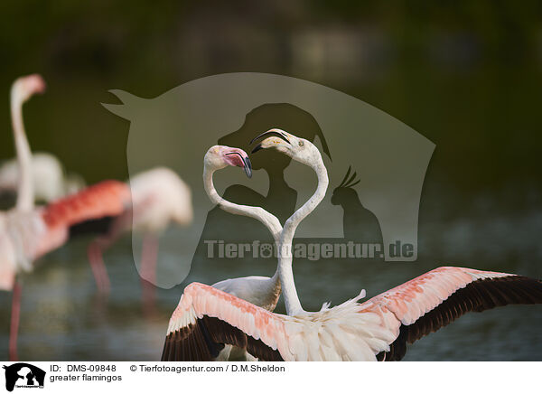 Rosaflamingos / greater flamingos / DMS-09848