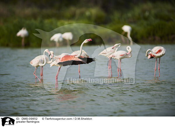 Rosaflamingos / greater flamingos / DMS-09852