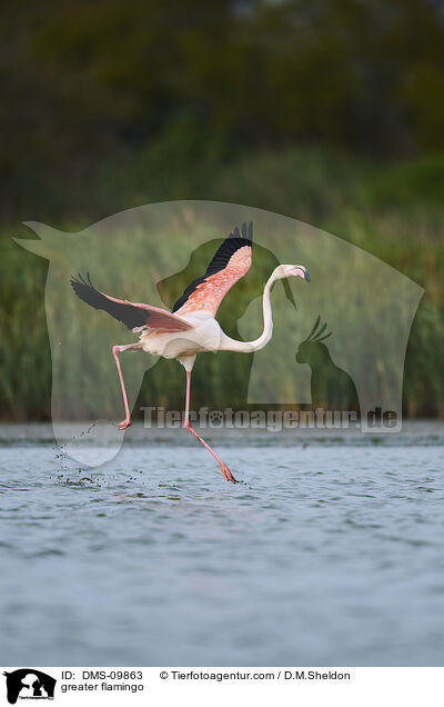 Rosaflamingo / greater flamingo / DMS-09863