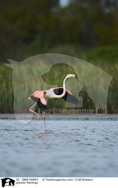 Rosaflamingo / greater flamingo / DMS-09864