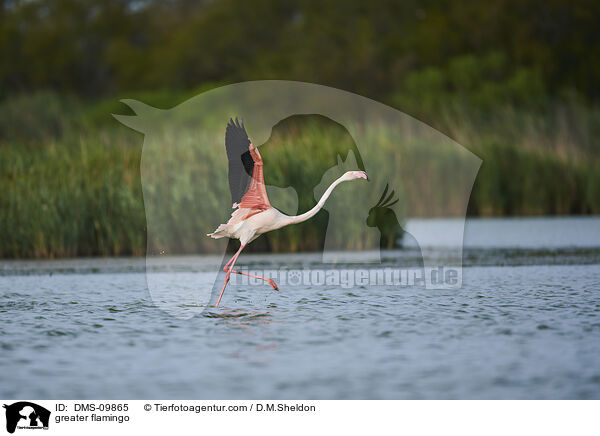 Rosaflamingo / greater flamingo / DMS-09865