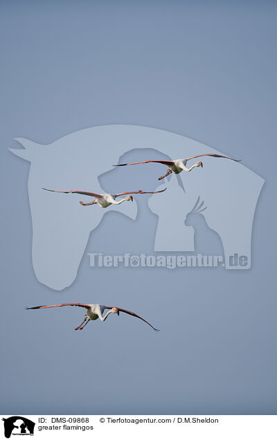 Rosaflamingos / greater flamingos / DMS-09868