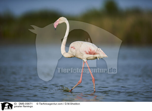 Rosaflamingo / greater flamingo / DMS-09871