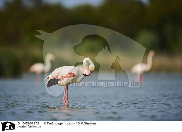 Rosaflamingos / greater flamingos / DMS-09872