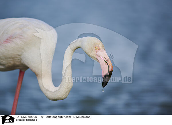 Rosaflamingo / greater flamingo / DMS-09895